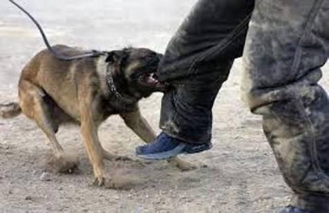 Digigit Anjing Galak Atan Gugat Pemilik Gudang