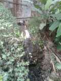 Buang Limbah Ternak Ke Sungai, Amdal PT. Intertama Tri Kencana Meresahkan Warga Buang Limbah Ternak Ke Sungai, Amdal PT. Intertama Tri Kencana Meresahkan Warga