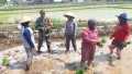 Swasembada Pangan, Babinsa Andong Terjun Ke Sawah Swasembada Pangan, Babinsa Andong Terjun Ke Sawah