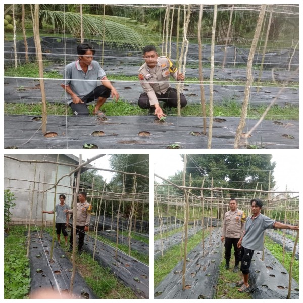 Program Cinta Petani, Bhabinkamtibmas Teluk Makmur Sambangi Petani Timun Dukung Ketahanan Pangan