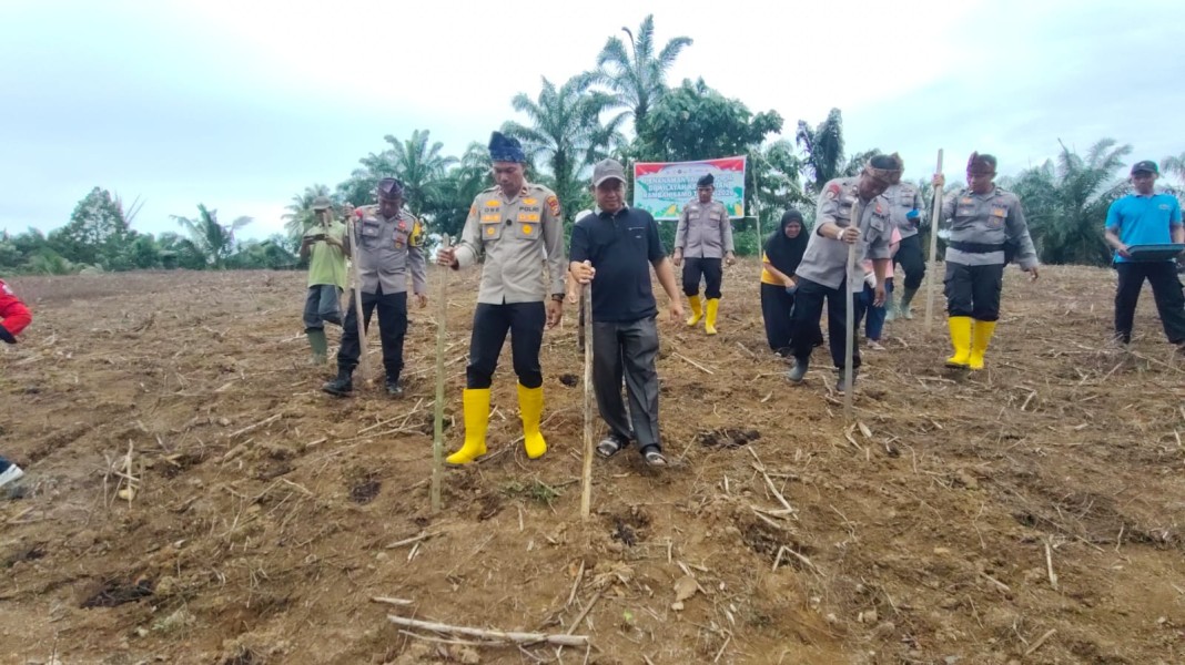 Polsek Rambah Samo Tanam Jagung Pipil 2 Hektar, Dukung Program Ketahanan Pangan Presiden