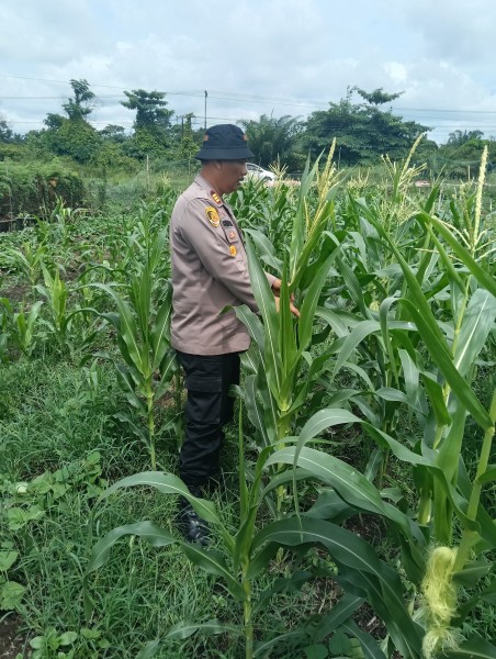 Polsek Medang Kampai KAMPAI Cinta Petani, Cek  Lahan  Jagung  Pipil Dukung Ketahanan Pangan Sesuai Arahan Kapolri