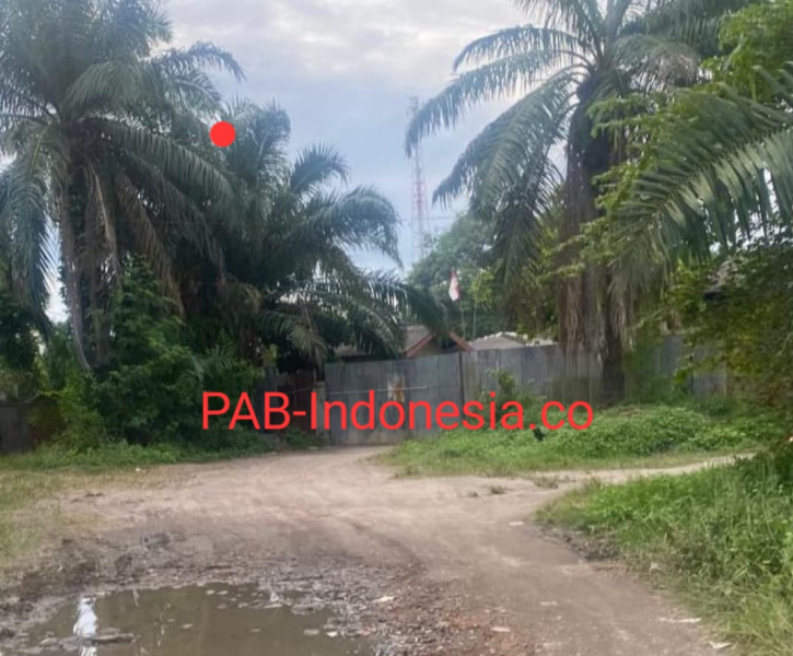 Siong Minyak Di Aloha Beraksi Lagi di Medan Utara