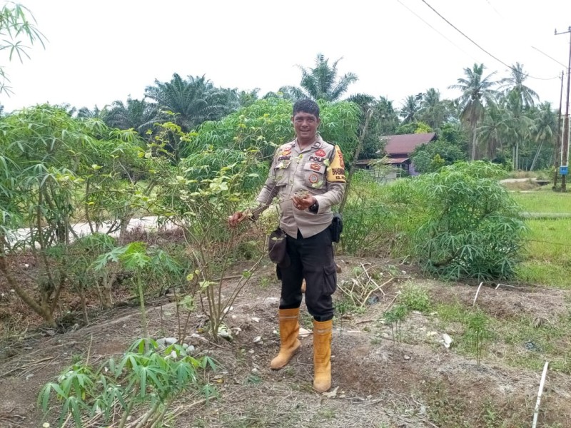 Bhabinkamtibmas Pelintung Dampingi Poktan Risky Budidaya Rimbang Di Jalan Perpat Jaya Dukung Ketahan Pangan