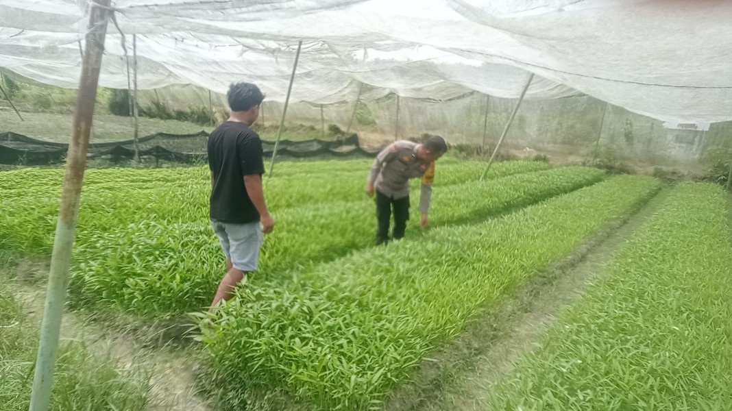Bhabinkamtibmas Bagan Besar Timur Cek Tanaman Bayam dan Kangkung, Dukung Ketahanan Pangan Nasional