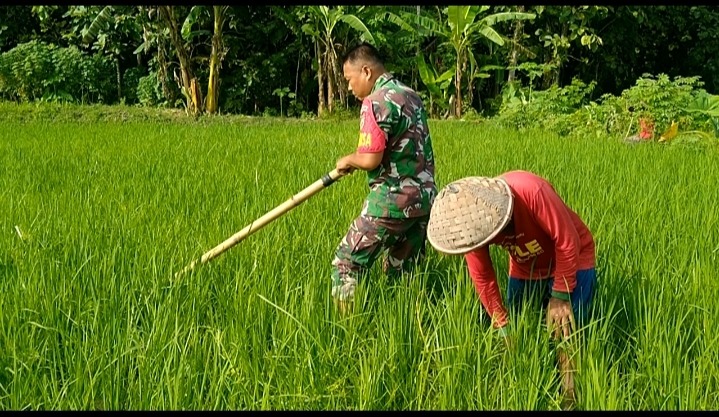 Hama Gulma Jadi Perhatian Khusus, Babinsa Dampingi Petani Lakukan Pembersihan Lahan