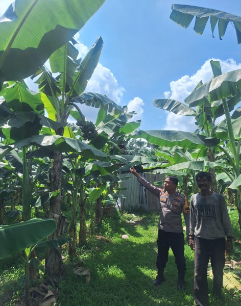 Bhabinkamtibmas Kelurahan Guntung Sambangi Petani Pisang, Dukung Ketahanan Pangan Wilayah