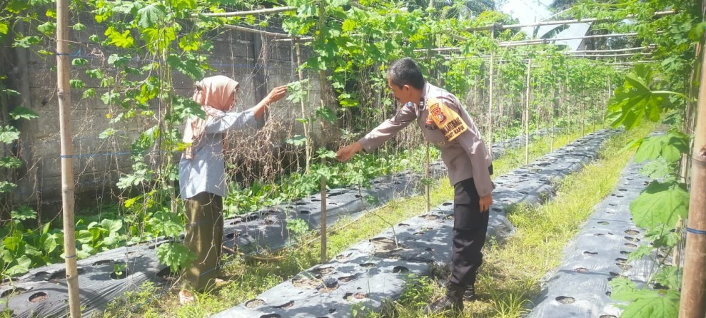Bhabinkamtibmas Polsek Bukit Kapur Cek Perkarangan cabe Rawit Milik Adji Sahdaruji Dukung Ketahanan Pangan