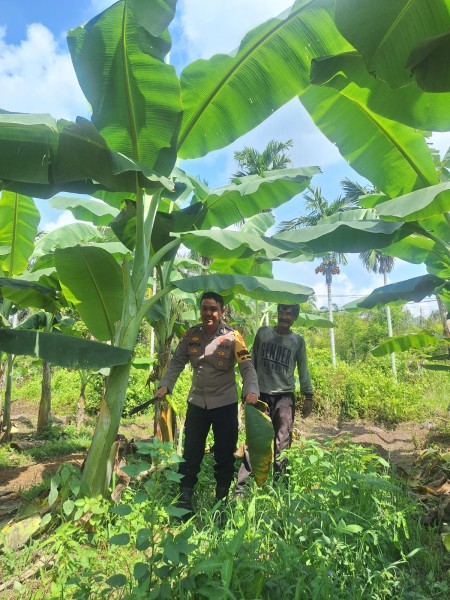Program Cinta Petani, Bhabinkamtibmas Guntung Sambangi Petani Pisang Dukung Ketahanan Pangan