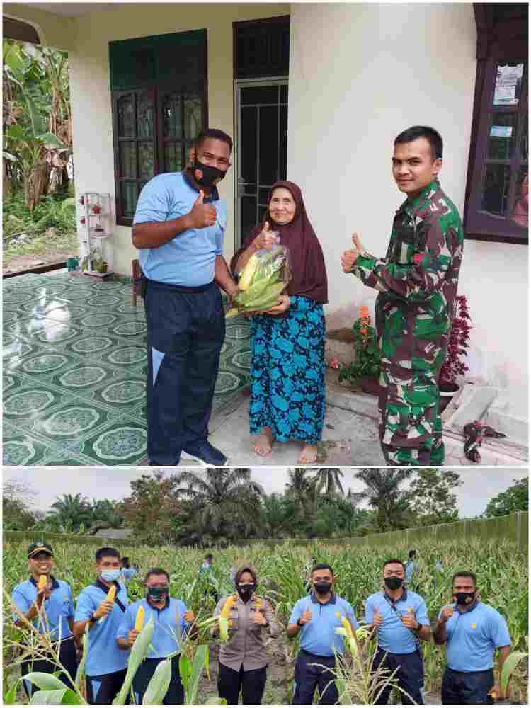 Sat Radar 232 Dumai Laksanakan Panen Raya Jagung Manis