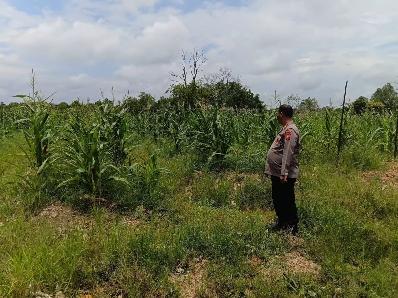 Polsek Medang Kampai Cek Perkembangan Tanaman Jagung Pipil Seluas 0,5 Hektare di Kelurahan Pelintung