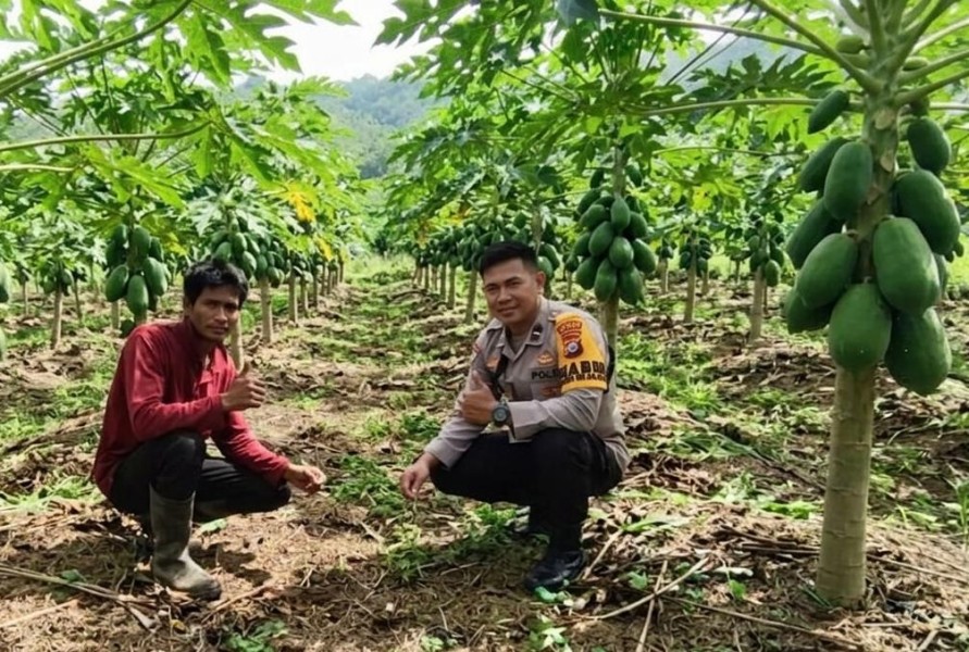 Bhabinkamtibmas Kelurahan Mundam Sambangi Kebun Pepaya, Dukung Penyediaan Pangan Lokal Bernilai Gizi Tinggi
