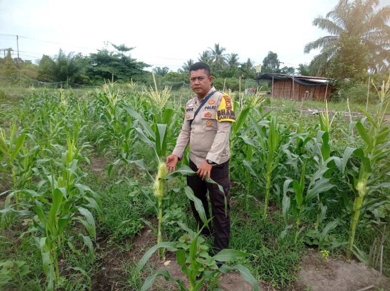 Bripka Dede Bhabinkamtibmas Teluk Makmur Sambangi Petani Ubi Rambat Dukung Ketahanan Pangan