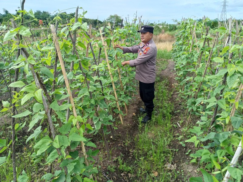 Kanit Binmas Polres Dumai Sambang dan Tinjau Lahan Tanaman Kacang- Kacangan Dorong Produksi Pangan Benilao Gini Tinggi