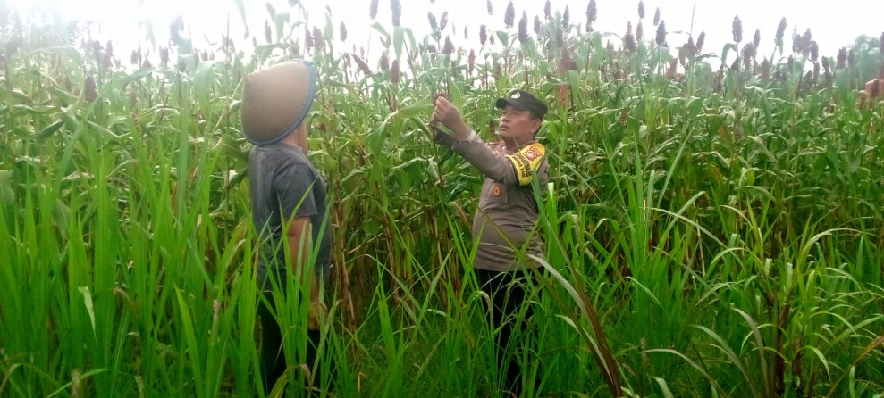 Kapolsek Dumai Barat AKP Dedi Nofarizal Apresiasi Bhabinkamtibmas Cek Tanaman Sorgum, Dukung Ketahanan Pangan Nasional