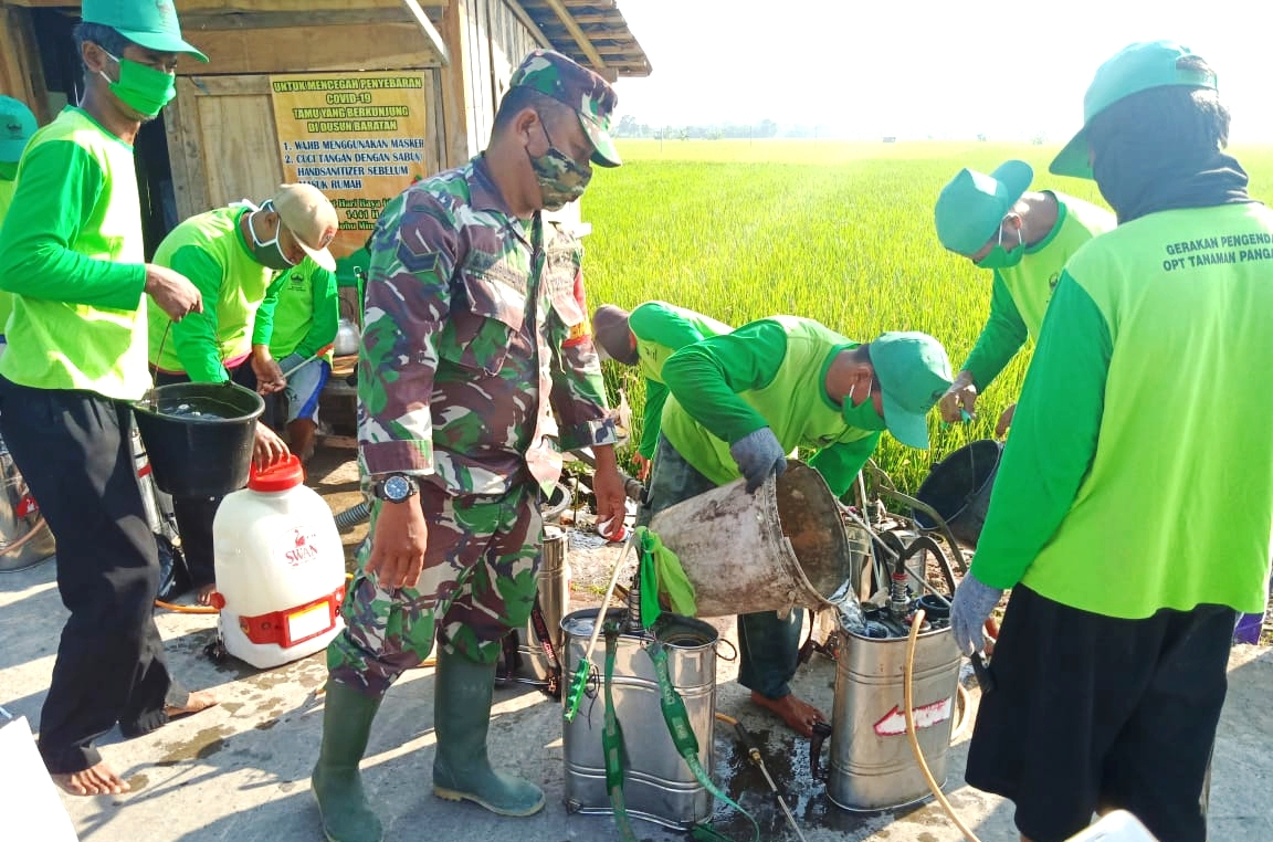 Ditengah Pandemi Covid-19, Babinsa Terjun Ke Sawah