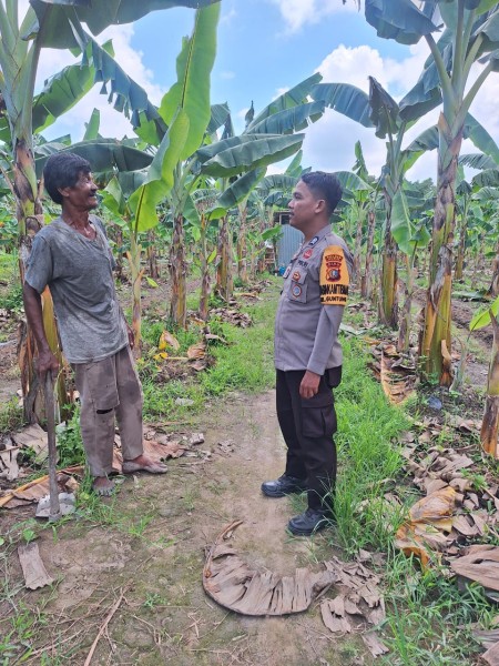 Bhabinkamtibmas Kelurahan Guntung Sambangi Petani Pisang, Dukung Ketahanan Pangan Nasional