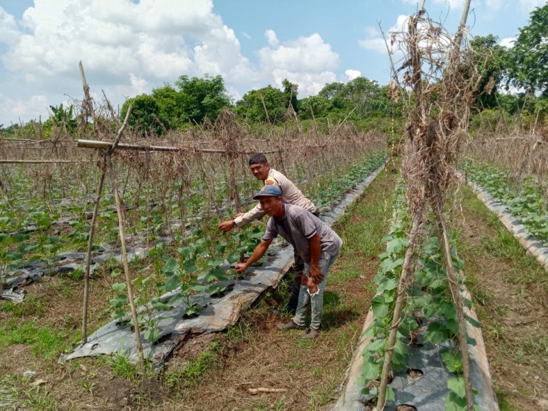 Polsek Medang Kampai Pantau Lahan Tanaman Timun Poktan PAIMUN Dukung Percepatan Ketahanan Pangan Nasional