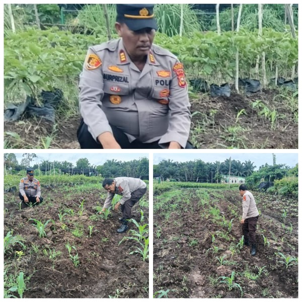 Kapolsek Medang Kampai AKP Suprizal dan Kanit Binmas Cek Bibit Jagung Pipil di Lahan Almada, Dukung Ketahanan Pangan Nasional