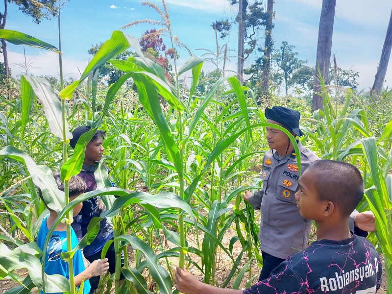 Polsek Rambah Samo Cek Langsung Lahan Jagung 7 Hektar di Sei Salak, Dukung Ketahanan Pangan Nasional