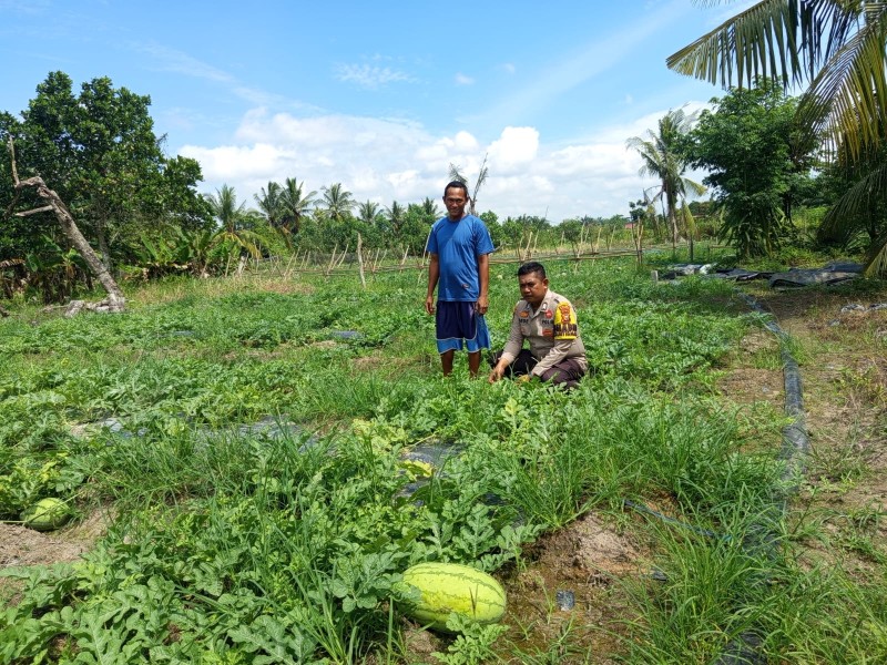 Dukung Ketahanan Pangan, Bhabinkamtibmas Teluk Makmur Sambangi Petani Semangka
