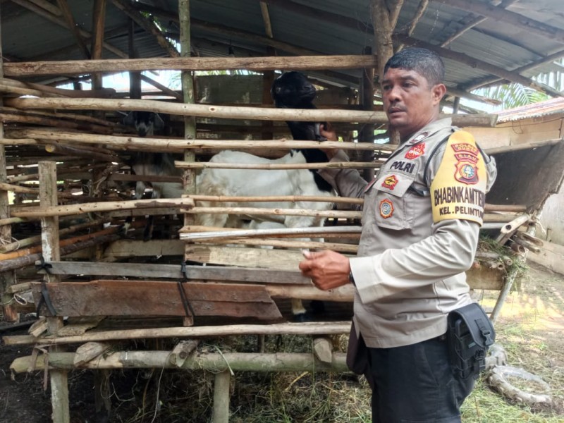 Kelompok Tani Mbah Parto Kembangkan Usaha Peternakan Sapi Di Pelintung