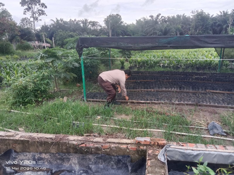 Kanit Binmas Sambangi Lokasi Pembibitan Jagung Milik Selamat Raharjo, Perkuat Ketahanan Pangan Nasional