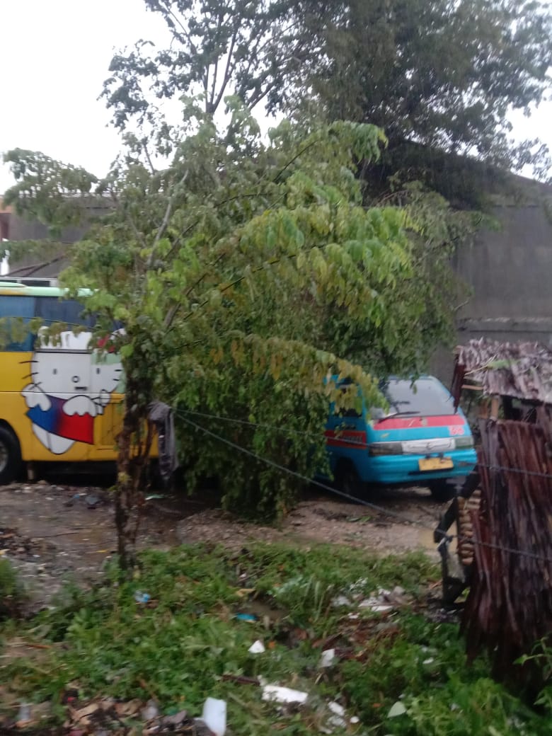 Hujan Deras dan Angin Kencang Landa Tanjung Anom, Pohon Tumbang Rusak 1 Rumah dan 2 Mobil Hancur