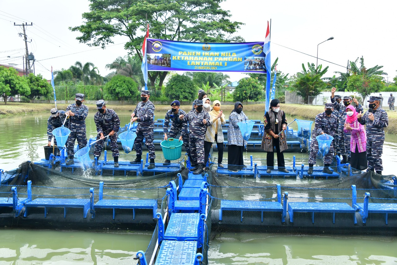 Kasal Panen 4000 Ekor Ikan Nila Kolam Ketahanan Pangan Lantamal I