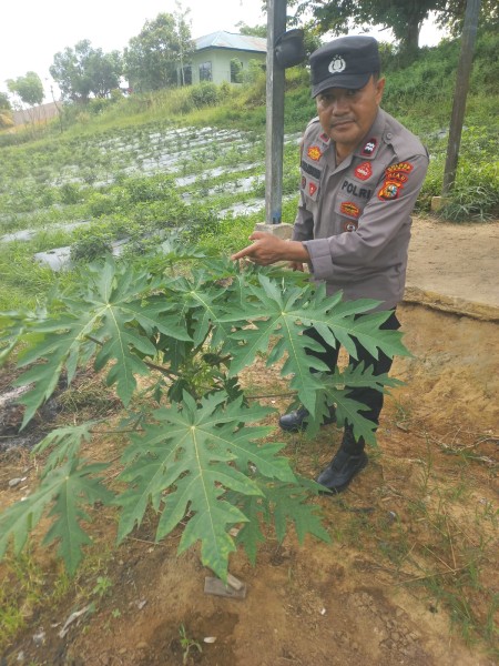 Anggota Binmas Polres Dumai Sambangi Lahan Pertanian Pepaya Warga di Kelurahan Pelintung