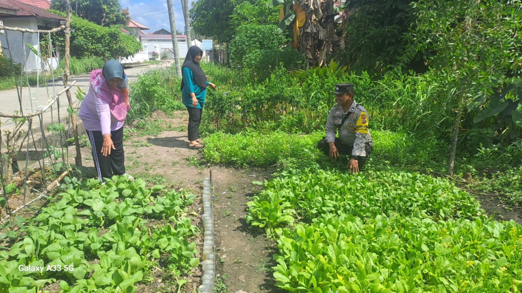 Bhabinkamtibmas Kelurahan Pangkalan Sesai Cek Tanaman Terong Ungu dan Pacoy, Dukung Ketahanan Pangan Nasional