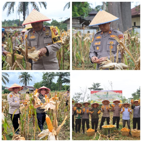 Wakapolres Dumai Kompol Rahmat Syah Pimpin Panen Raya Jagung Polsek Bukit Kapur, Dukung Ketahanan Pangan Nasional