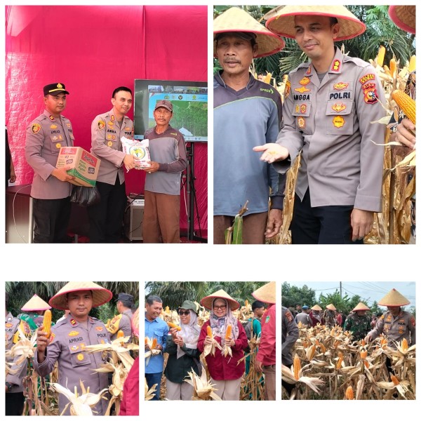 Panen Raya Jagung Pipil Polres Dumai Melalui Polsek Sungai Sembilan Tahun 2026 Kuartal I Berlangsung Secara Serentak