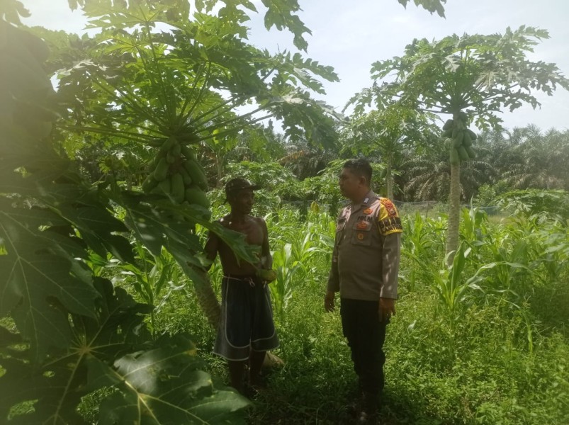 Bhabinkamtibmas Teluk Makmur Sambangi Kebun Pepaya Milik Warga, Perkuat Ketahanan Pangan dan Ekonomi Masyarakat