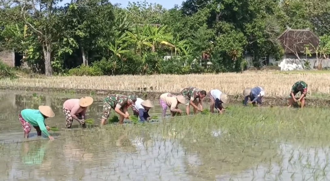 Kaki Terbenam Lumpur, Semangat Tak Surut, Babinsa Doyong Dampingi Tanam Padi