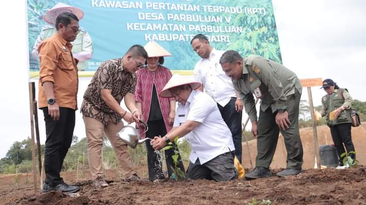 Komitmen Kembalikan Kejayaan Kopi Sidikalang, Bupati Eddy Berutu Tanam Bersama di KPT Parbuluan V