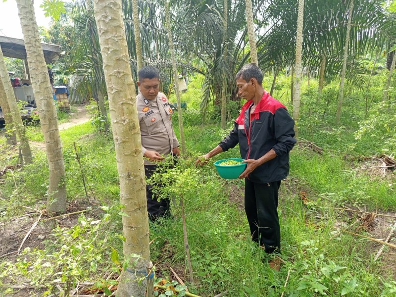 Bhabinkamtibmas Kelurahan Teluk Makmur Sambangi Petani Cabe Rawit, Perkuat Ketersediaan Komoditas Strategis