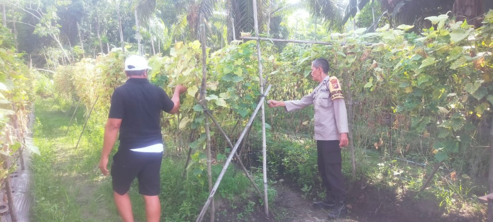 Bhabitkatimas Bukit Kapur Pengecekan Tanaman Timun Usia 15 Hari Dukung Ketahanan Pangan.