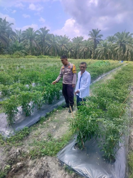 Bhabitkatimas Gurun Panjang Cek Tanaman Cabe Merah   Dukung Ketahanan Pangan Nasional.