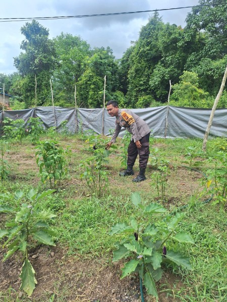 Bhabinkamtibmas Kelurahan Guntung Sambangi Kebun Cabai Merah Milik Ibu Fatimah, Perkuat Pasokan Bahan Pangan Strategis