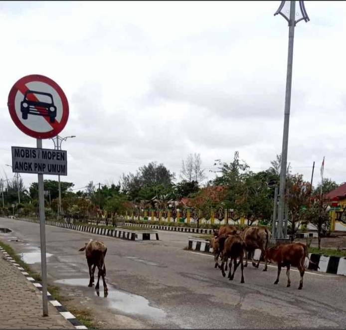 Kawanan Sapi Berkeliaran Di Alun- Alun Ibu Kota Kabupaten Aceh Singkil Sisakan Kotoran Dijalanan