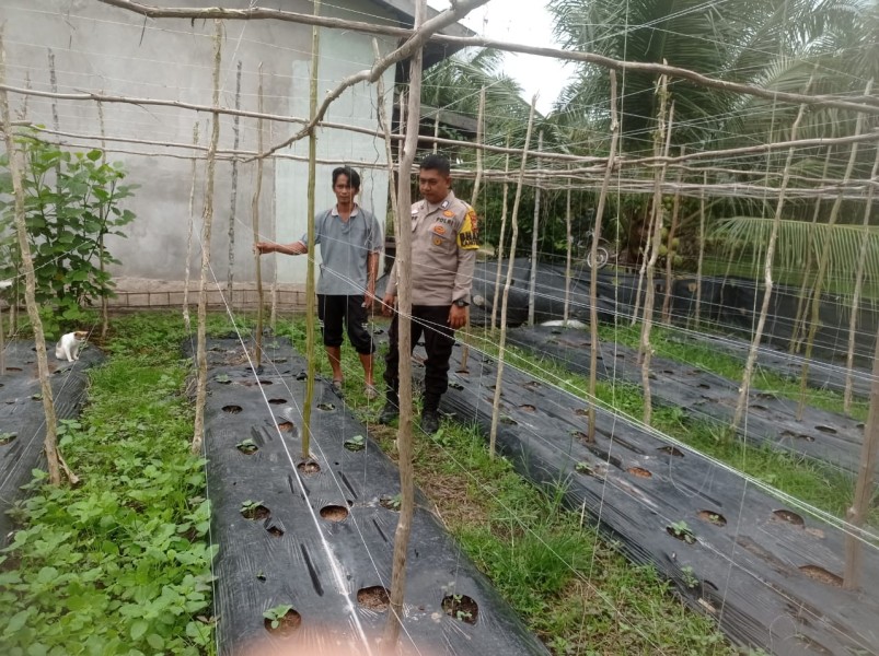 Bhabinkamtibmas Kelurahan Teluk Makmur Sambangi Kebun Timun Milik Bapak Mulyono, Dorong Peningkatan Hasil Panen
