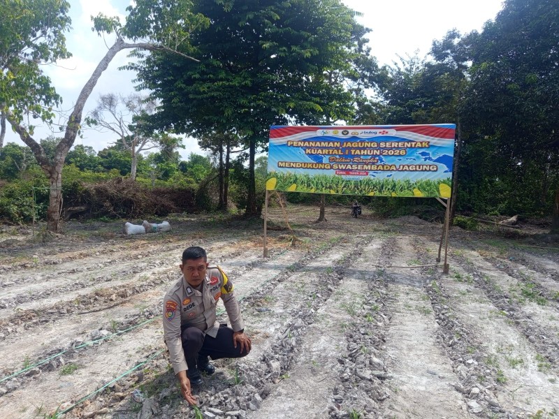Bhabitkatimas Dumai Dampingi Poktan Paisal Optimalkan  lahan 50x50 Meter Untuk Budidaya Jagung Pipil