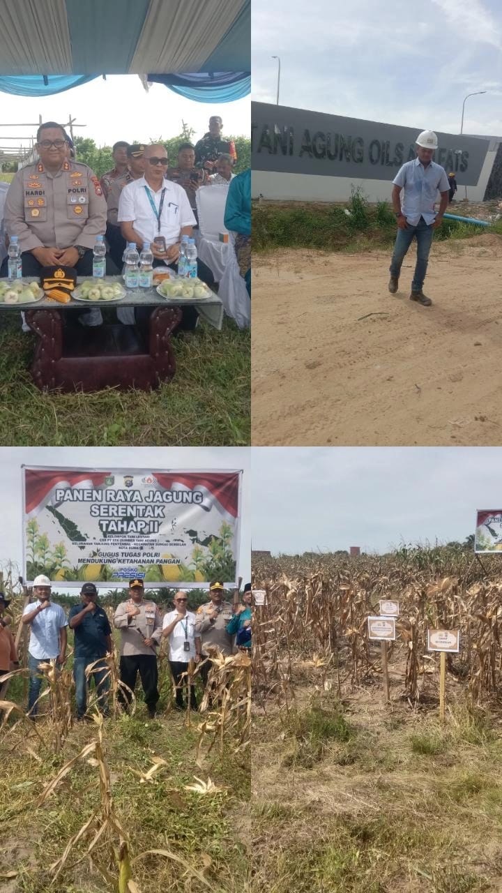 Panen Jagung Pipih CSR PT. Sumber Tani Agung Oils and Fats Berkolaborasi Dengan Polres Dumai dan Polsek Sungai Sembilan