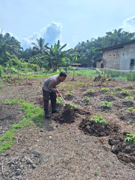 Bhabinkamtibmas Guntung Sambangi Lahan Tanaman Ubi, Dukung Program Ketahanan Pangan
