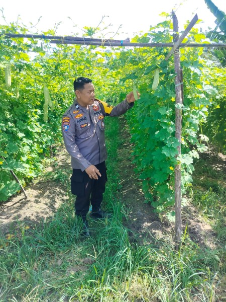 Dukung Ketahanan Pangan, Bhabinkamtibmas Polsek Bukit Kapur Cek Perkarangan Pare Komarudin