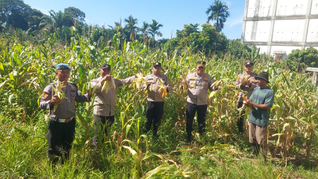 Kapolsek Ujung Batu Panen Jagung Bersama Petani untuk Dorong Kesejahteraan