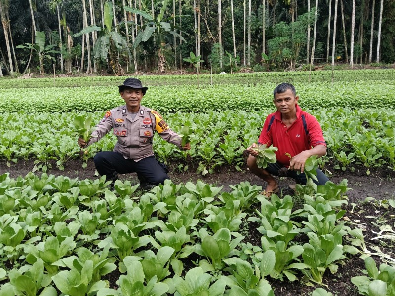 Bhabinkamtibmas Ratu Sima Cek Tanaman Pakcoi, Dukung Optimalisasi Hasil Panen dan Ketahanan Pangan