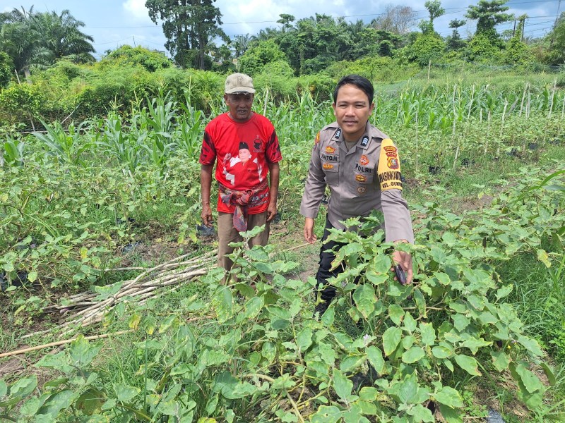 Bhabinkamtibmas Brigadir Janto Manurung Sambangi Petani Terong Dukung Ketahanan Masyarakat