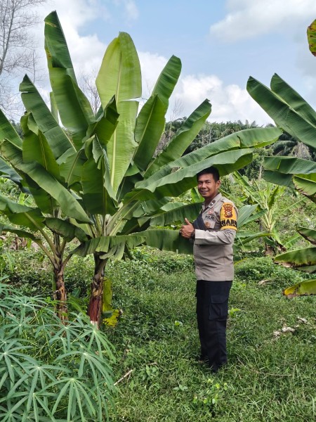 Bhabitkatimas Kelurahan Mundam Sambangi Lahan Pisang Milik Warga Perkuat Ketahanan Pangan Bergizi